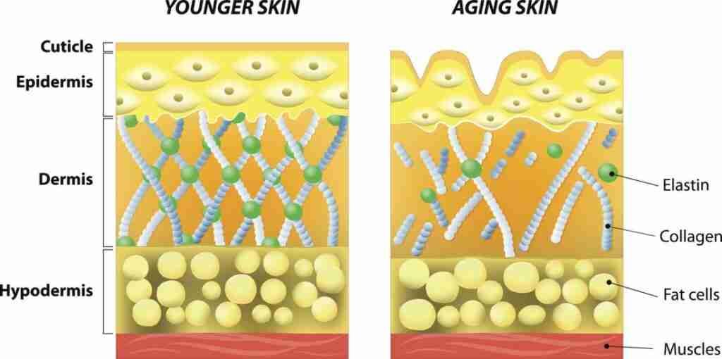 Benefits of collagen powder for the skin