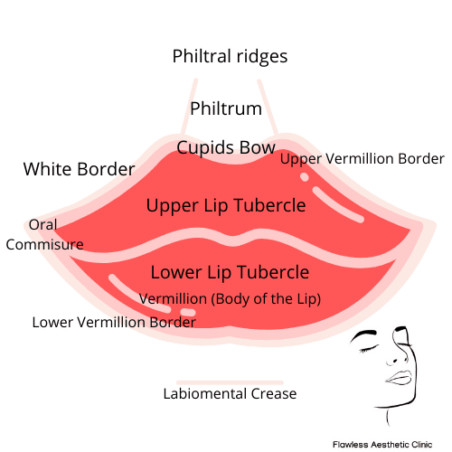 Lip Filler Anatomy