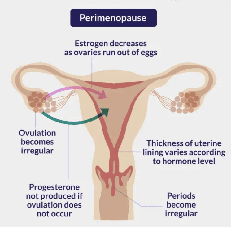 Perimenopause anatomy